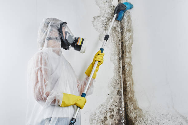 Biohazard Mold Removal in Bernalillo, NM