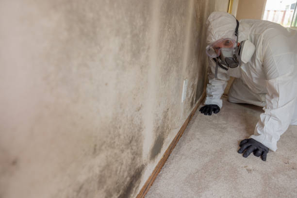 Best Emergency Mold Remediation  in Bernalillo, NM